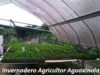 Invernadero Floricultor Aguaxinola